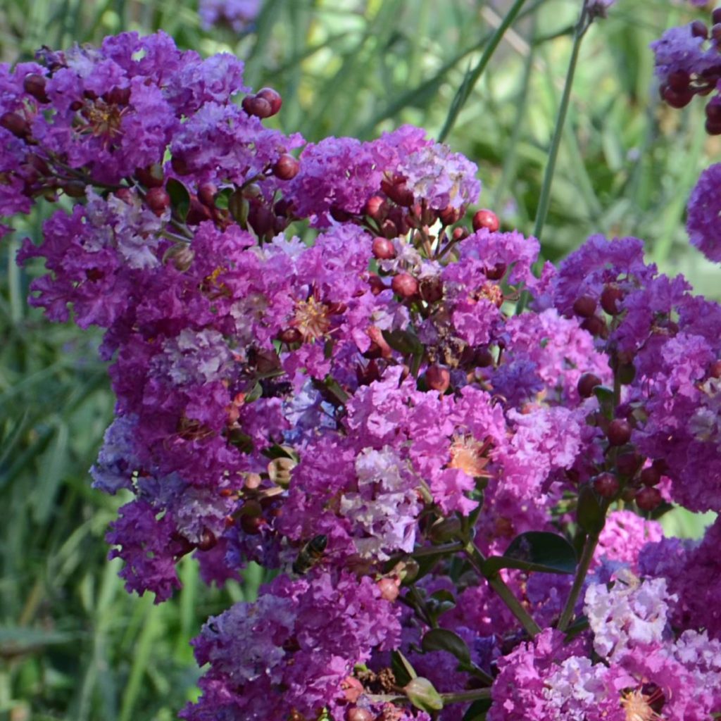 Lagerstroemia Indica Superviolacea P Pini Res Le Lestin