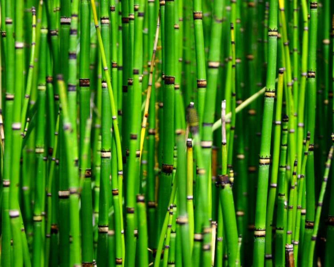 Equisetum japonicum