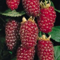 RUBUS fructicosus  Tayberry