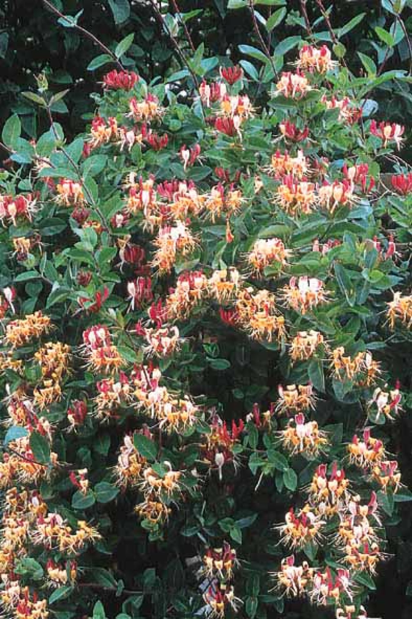 lonicera-x-heckrottii-goldflame-p-pini-res-le-lestin