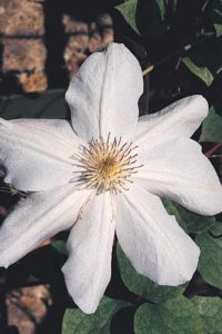 CLEMATIS  Madame Le Coultre