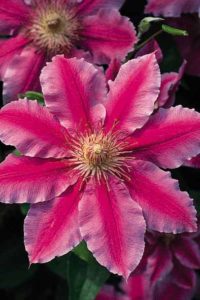 CLEMATIS  Nelly Moser