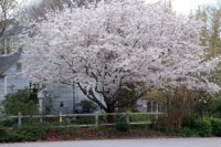 PRUNUS Yedoensis  Cerisier à fleur