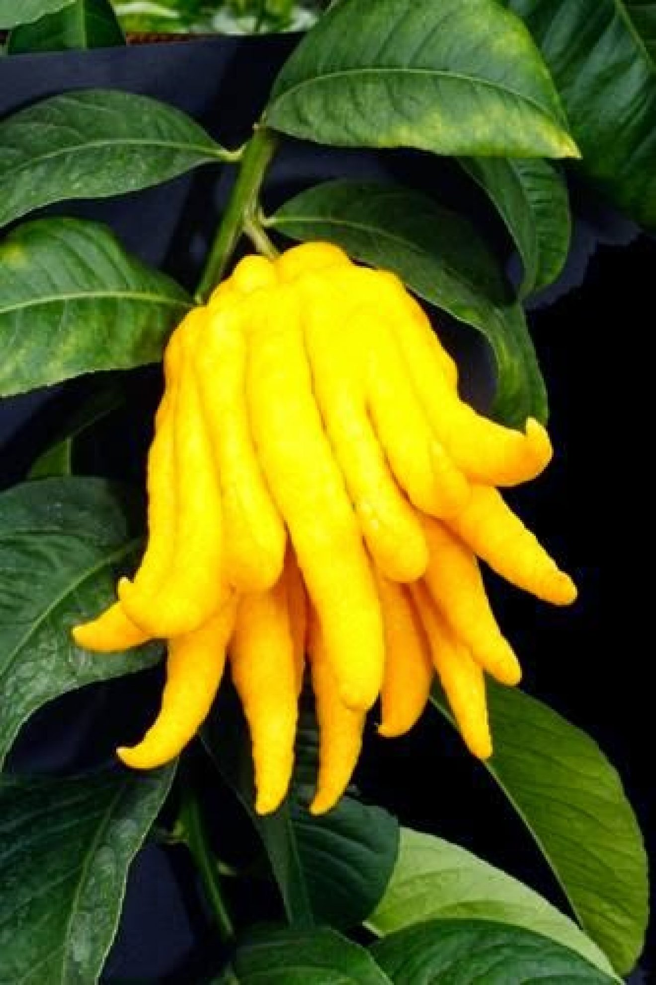 Citrus Medica var. sarcodactylis - Main de Bouddha main image 1