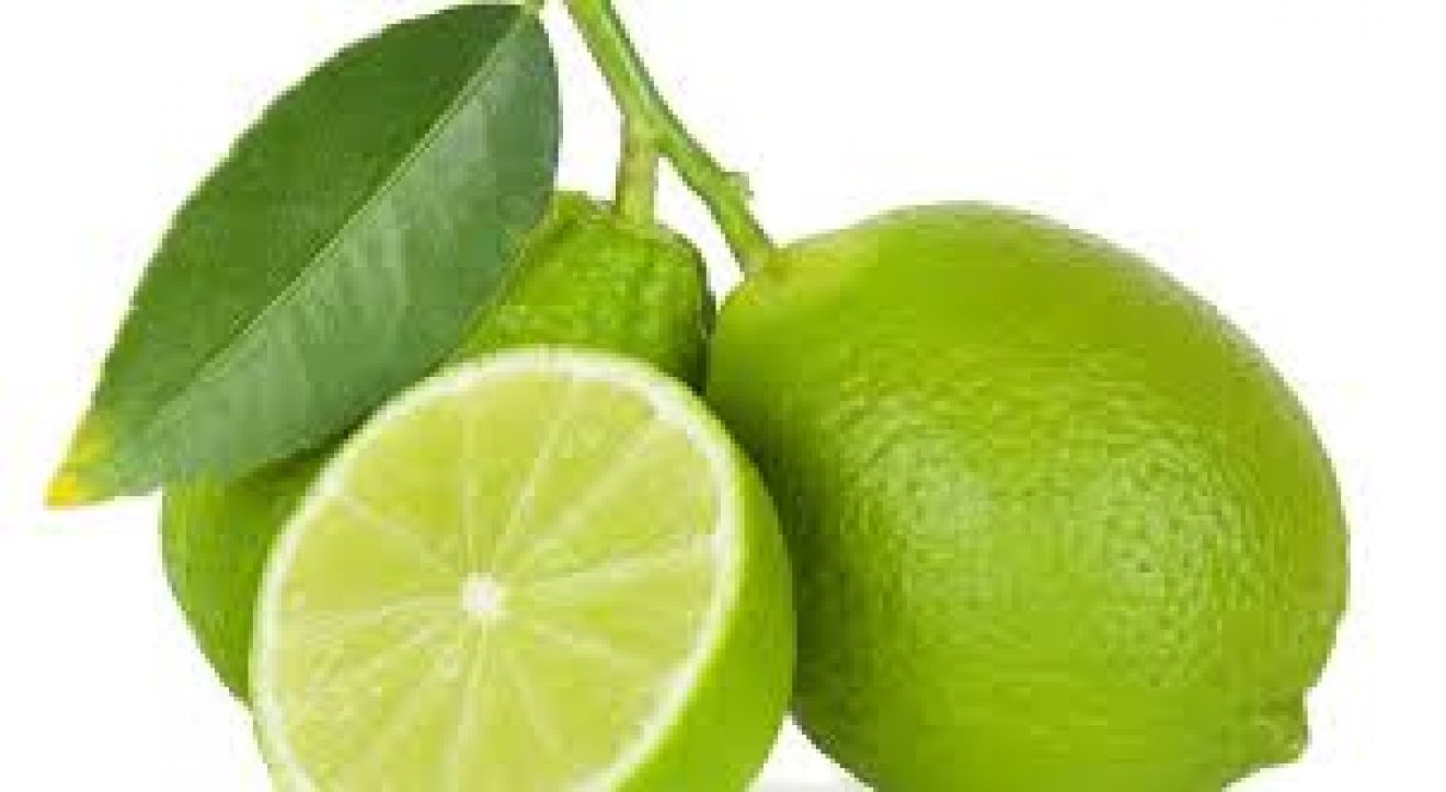 Citrus aurantifolia CITRONNIER VERT Pépinières Le Lestin