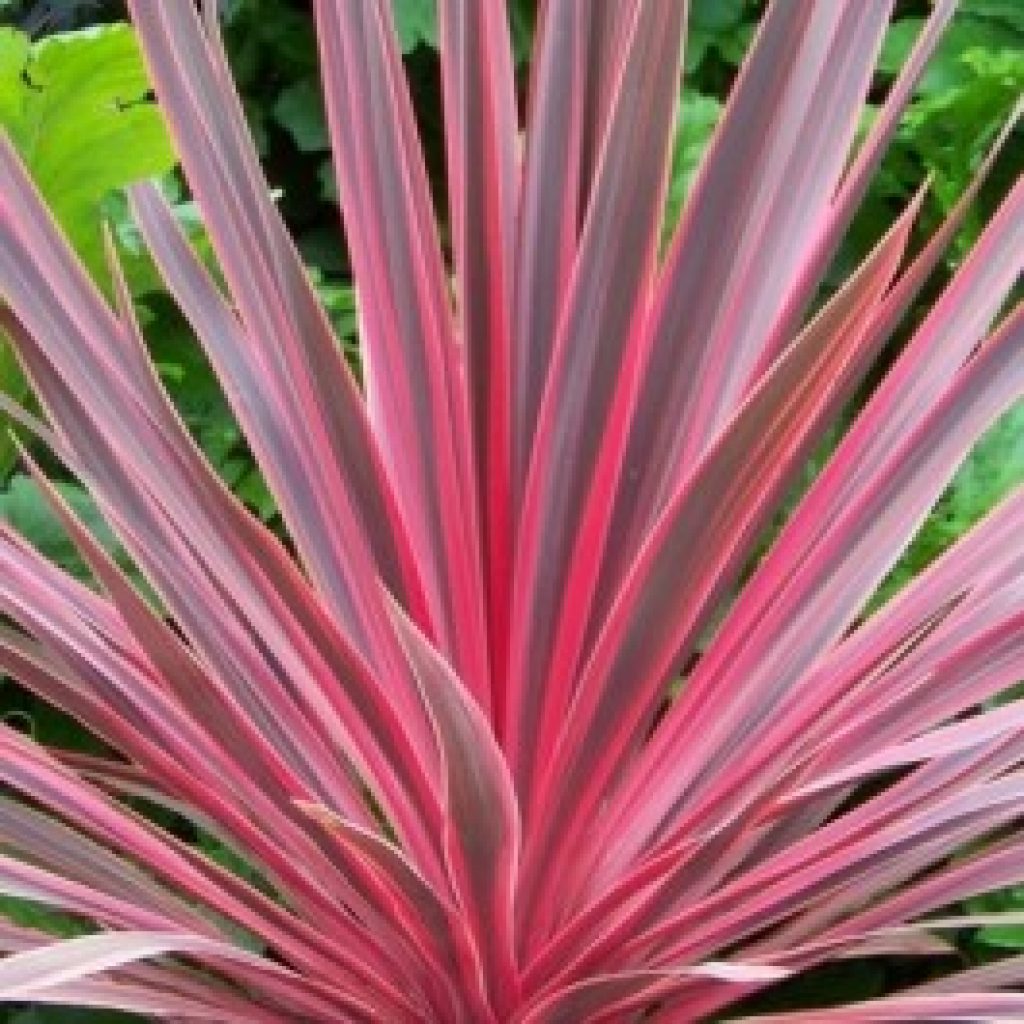 CORDYLINE 'Southern splendour' Pépinières Le Lestin