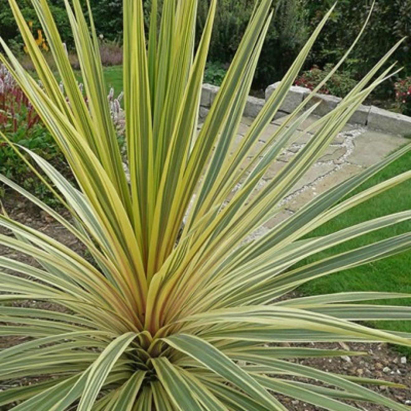 CORDYLINE 'Torbay Dazzler' Pépinières Le Lestin