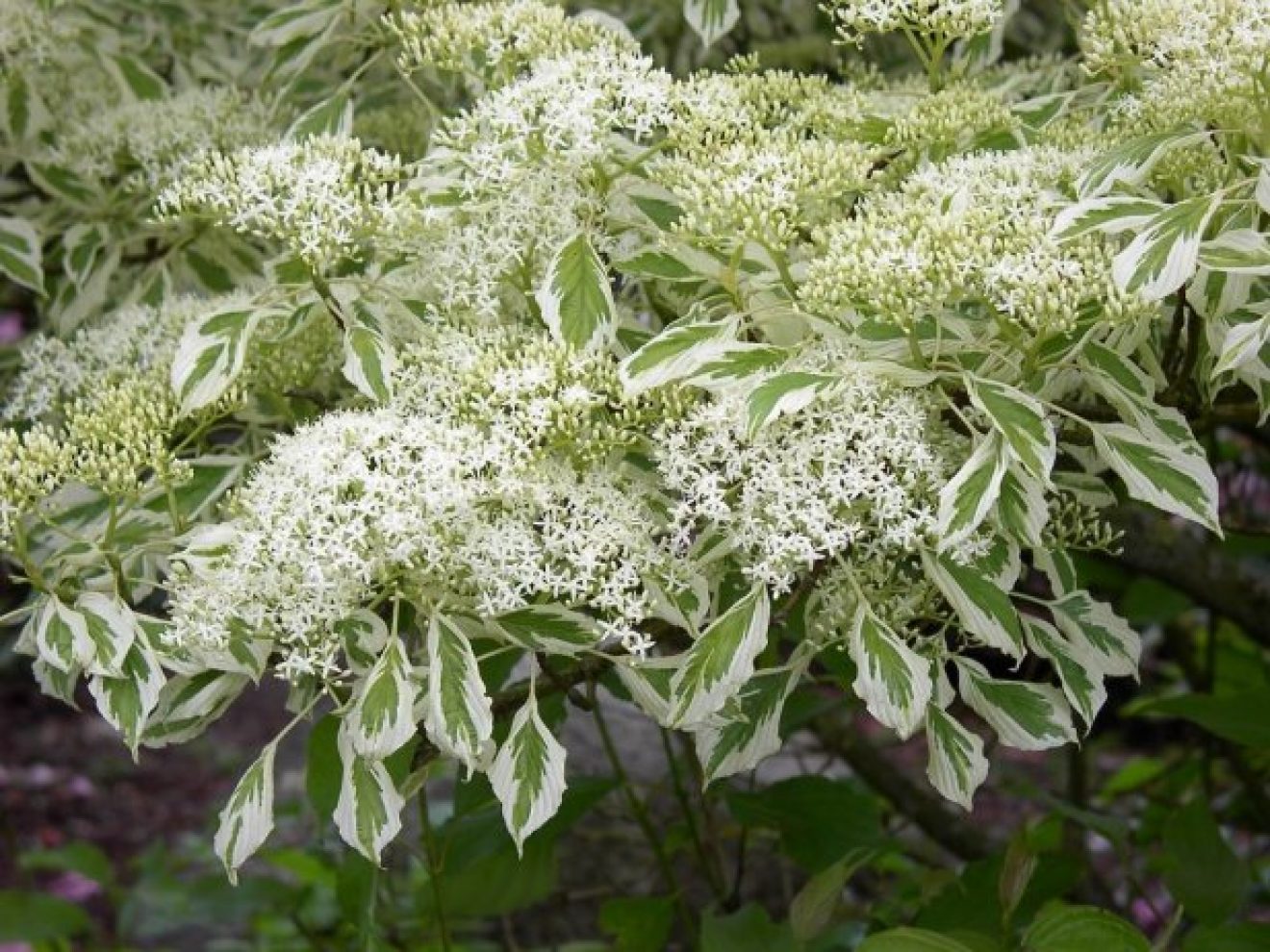 CORNUS controversa 'Variegata' - Pépinières Le Lestin
