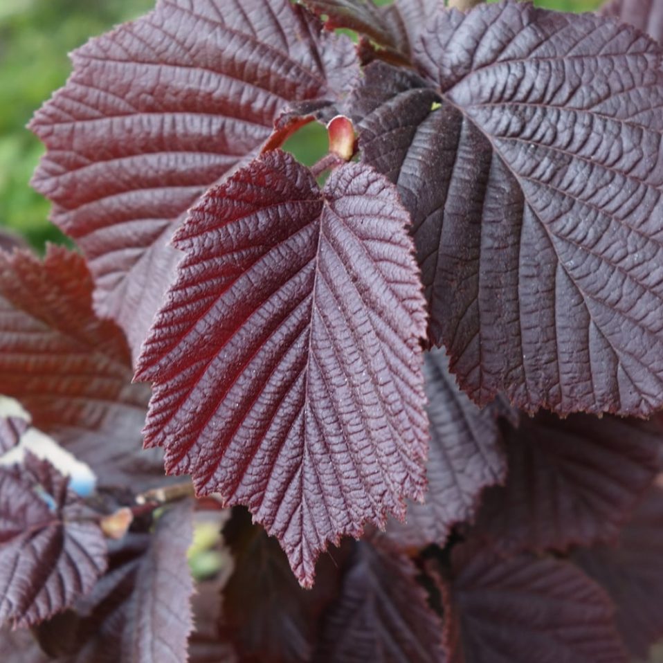 CORYLUS maxima Purpurea - Pépinières Le Lestin