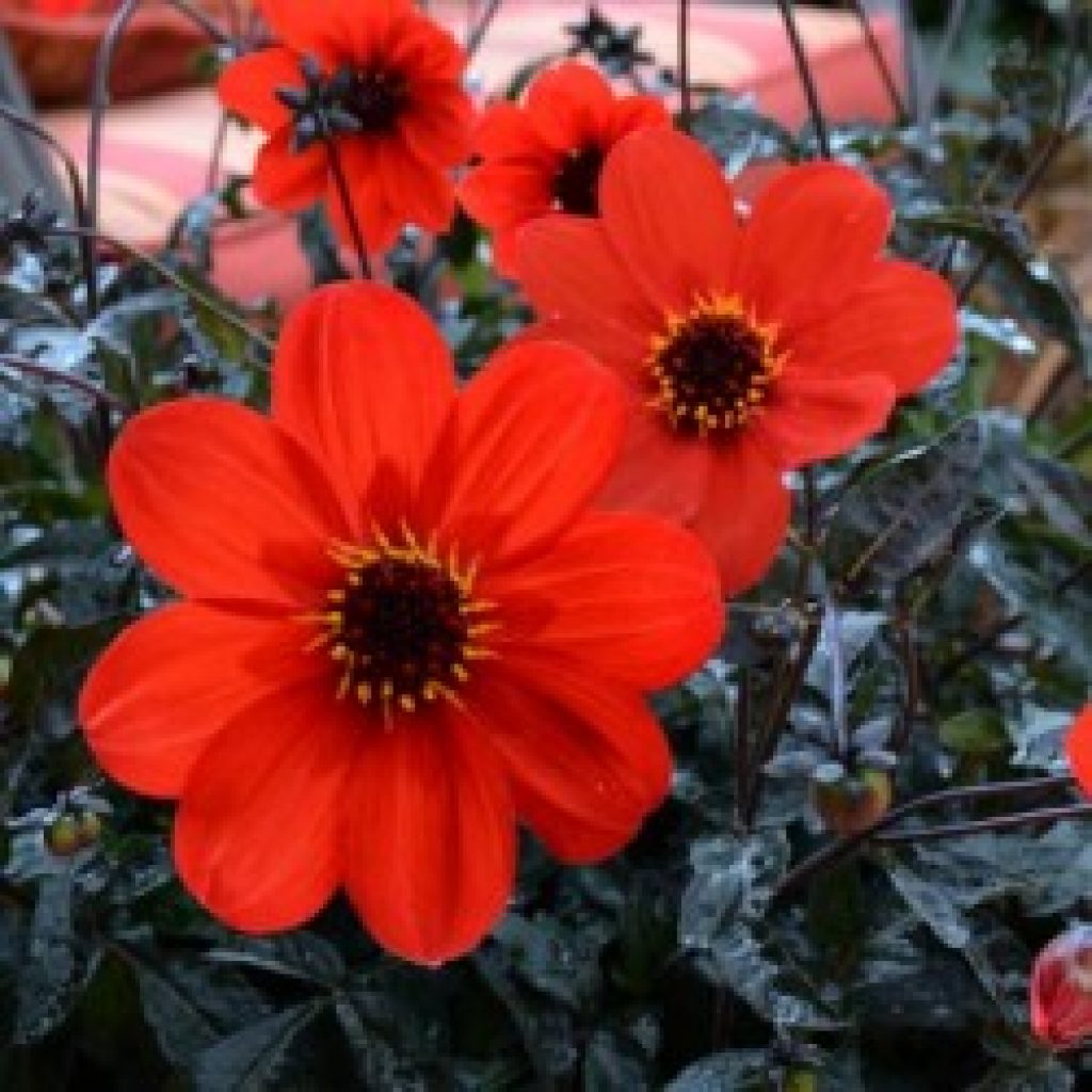 DAHLIA ‘Mystic Haze’® - Pépinières Le Lestin