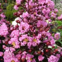 LAGERSTROEMIA indica  Rhapsody in pink