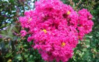 LAGERSTROEMIA indica  Pink velour