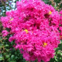 LAGERSTROEMIA indica  Pink velour