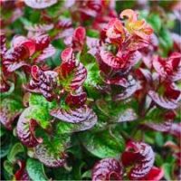 LEUCOTHOE ax  Curly Red