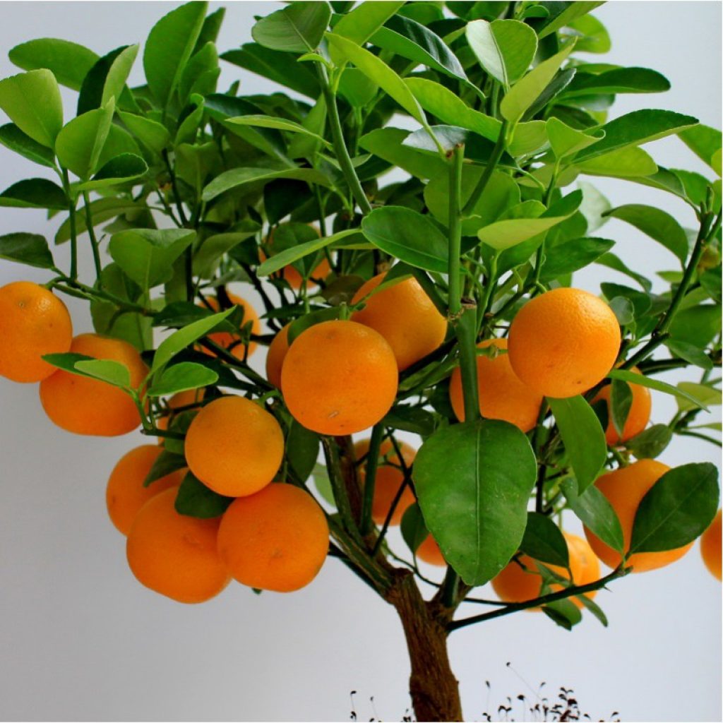 CITRUS reticulata MANDARINIER Pépinières Le Lestin