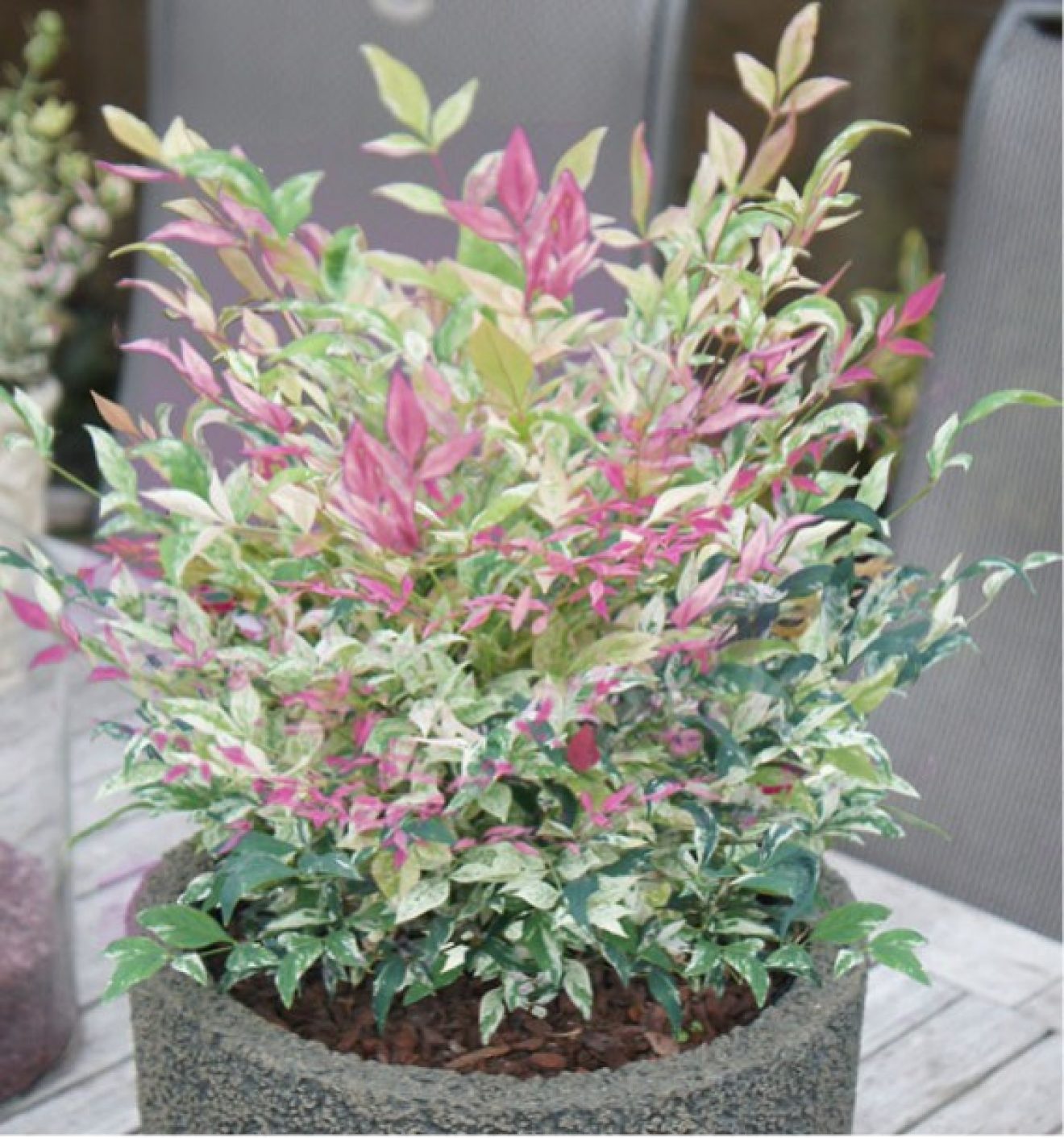 NANDINA domestica Twilight® - Pépinières Le Lestin