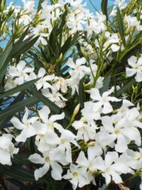NERIUM oleander blanc simple