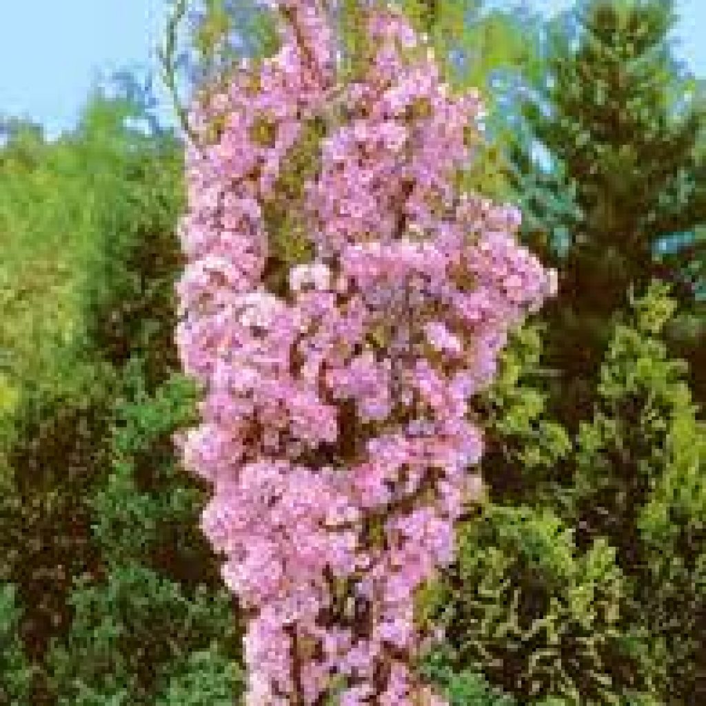 Prunus serrulata живые обои