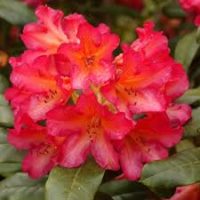 RHODODENDRON X 'Syphocalix'