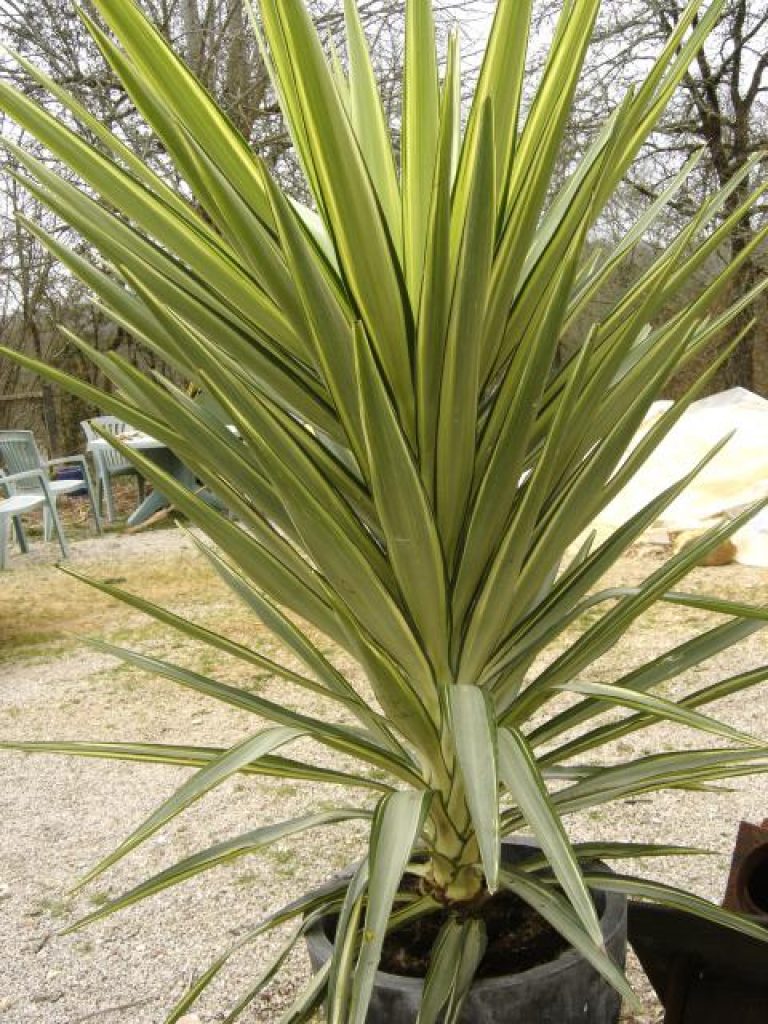 YUCCA 'Jewel' Pépinières Le Lestin